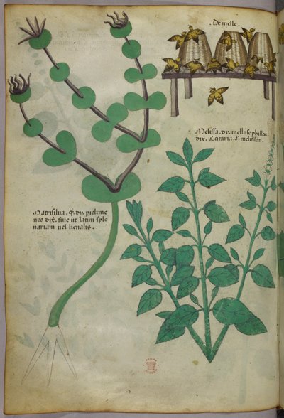 Ilustración botánica de plantas y colmenas con abejas, c.1440 (tinta y color sobre vitela) de Italian School