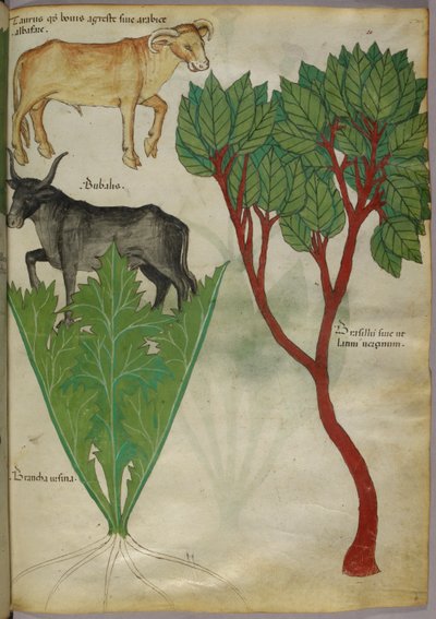 Ilustración botánica de plantas y toros, c.1440 (tinta y color sobre vitela) de Italian School