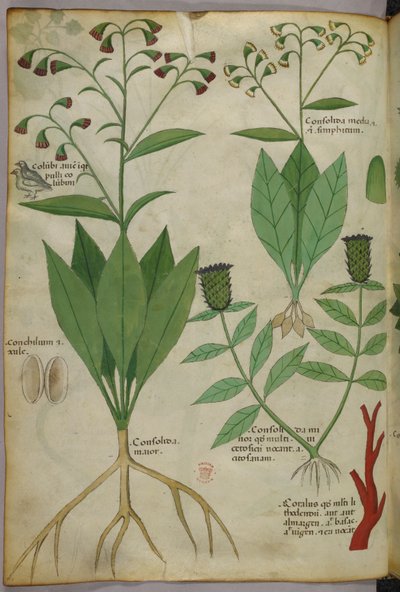 Ilustración botánica de plantas y coral con una serpiente y un ciervo, c.1440 (tinta y color sobre vitela) de Italian School