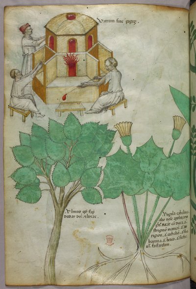 Ilustración botánica de plantas e ilustración vidriera, c.1440 (tinta y color sobre vitela) de Italian School