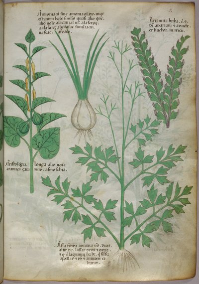 Ilustración botánica de plantas, c.1440 (tinta y color sobre vitela) de Italian School