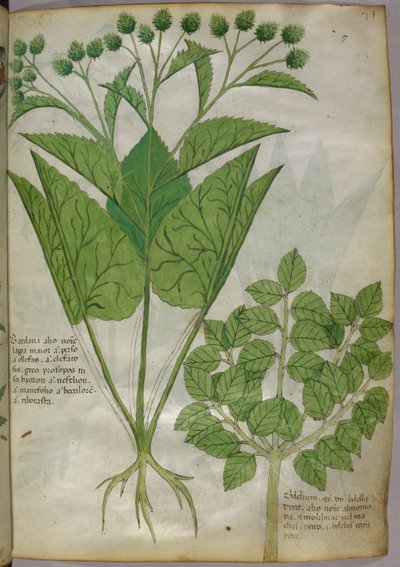 Ilustración botánica de plantas, c.1440 (tinta y color sobre vitela) de Italian School