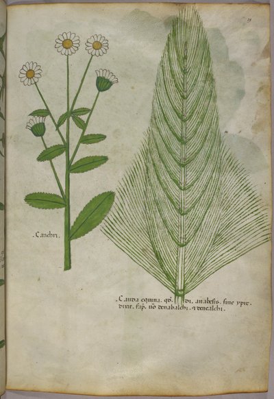 Ilustración botánica de plantas, c.1440 (tinta y color sobre vitela) de Italian School