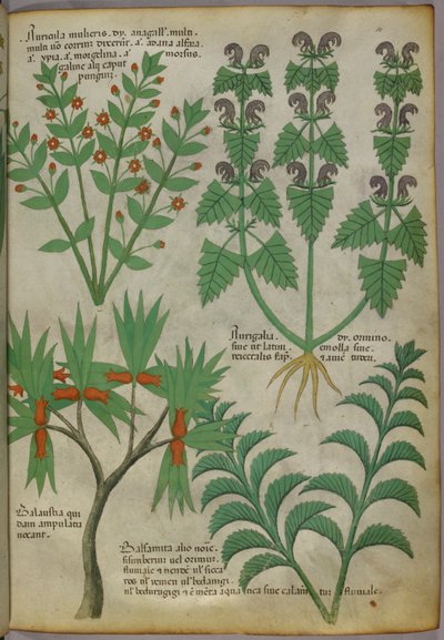 Ilustración botánica de plantas, c.1440 (tinta y color sobre vitela) de Italian School