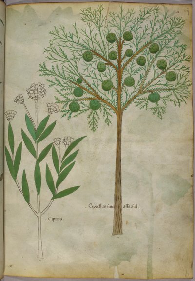 Ilustración botánica de plantas, c.1440 (tinta y color sobre vitela) de Italian School