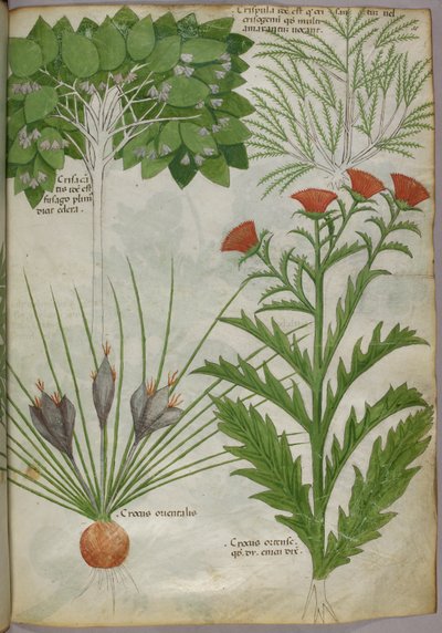 Ilustración botánica de plantas, c.1440 (tinta y color sobre vitela) de Italian School