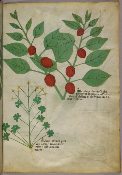 Ilustración botánica de plantas, c.1440 (tinta y color sobre vitela) de Italian School