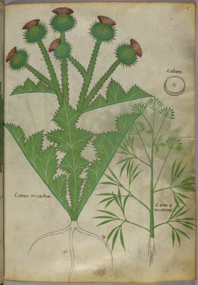 Ilustración botánica de plantas, c.1440 (tinta y color sobre vitela) de Italian School