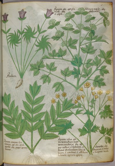 Ilustración botánica de plantas, c.1440 (tinta y color sobre vitela) de Italian School
