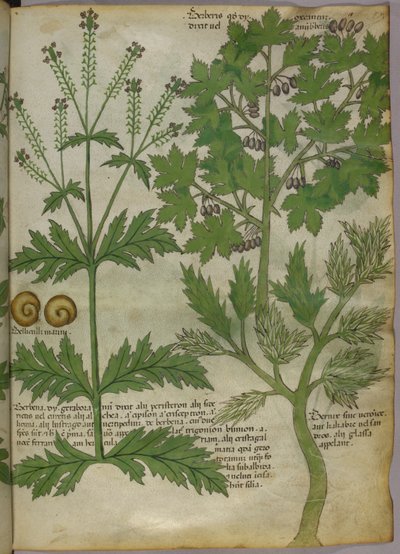 Ilustración botánica de plantas, c.1440 (tinta y color sobre vitela) de Italian School