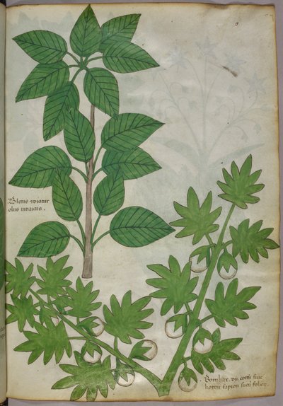 Ilustración botánica de plantas, c.1440 (tinta y color sobre vitela) de Italian School