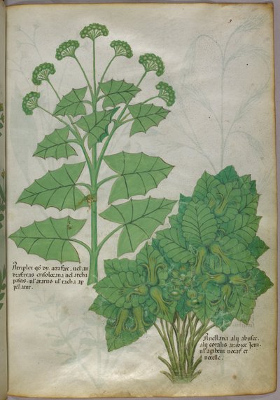 Ilustración botánica de plantas, c.1440 (tinta y color sobre vitela) de Italian School