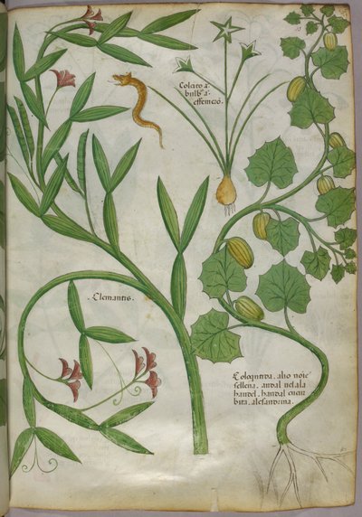 Ilustración botánica de plantas, incluida una clemátide, y una serpiente, c.1440 (tinta y color sobre vitela) de Italian School