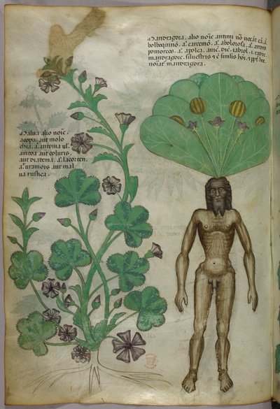 Ilustración botánica de plantas, incluida una mandrágora con un cuerpo masculino desnudo como raíz, c.1440 (tinta y color sobre vitela) de Italian School