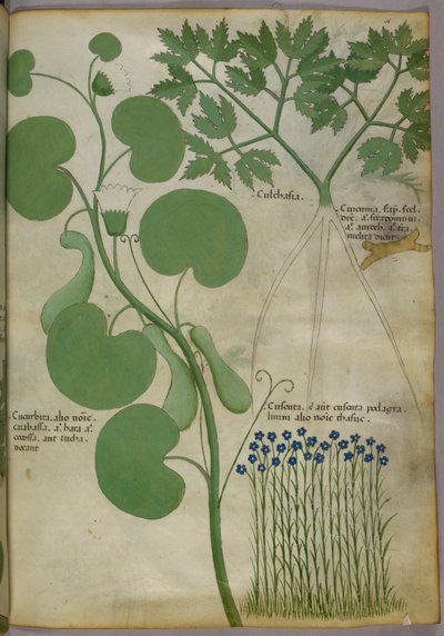 Ilustración botánica de plantas, incluidas flores, c.1440 (tinta y color sobre vitela) de Italian School