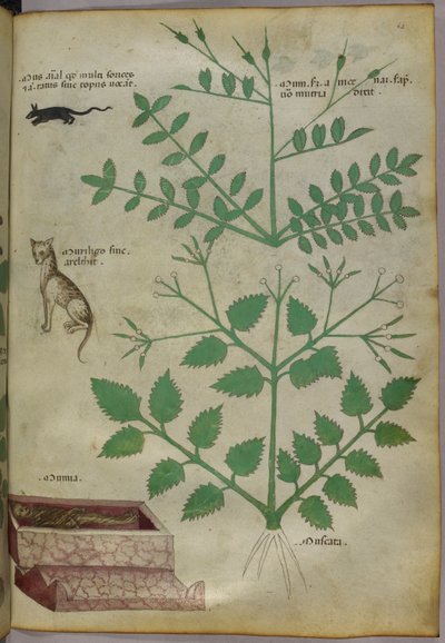 Ilustración botánica de plantas con un leopardo, un ratón y un cadáver, c.1440 (tinta y color sobre vitela) de Italian School