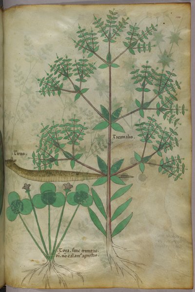 Ilustración botánica de plantas con un animal, c.1440 (tinta y color sobre vitela) de Italian School