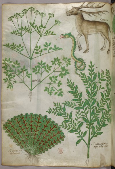 Ilustración botánica de plantas, una serpiente y un ciervo, c.1440 (tinta y color sobre vitela) de Italian School