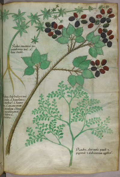 Ilustraciones botánicas de rubia [rubea]; mora [rubus]; ruda [ruta], c.1440 (tinta y color sobre vitela) de Italian School