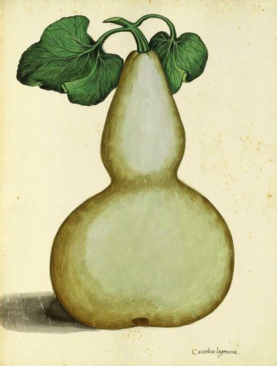 Calabaza por Ulisse Aldrovandi de Italian School