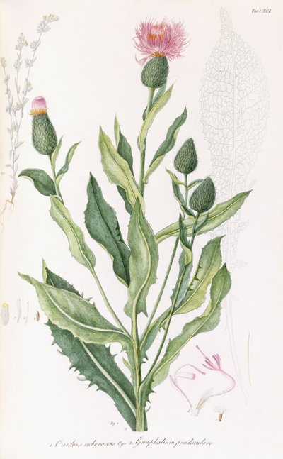 Cardus cichoraceus y Gnaphalium penduculare, 1811-1838 de Italian School