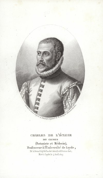 Carolus Clusius de Italian School