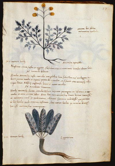 Cod. CCXXXVII Artemisia y lapparium, plantas medicinales de un "Herbarium Apuleii Platonicii" (acuarela y tinta sobre vitela) de Italian School