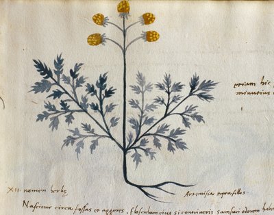 Cod. CCXXXVII Artemisia, planta medicinal de un "Herbarium Apuleii Platonicii" (acuarela y tinta sobre vitela) (detalle de 415715) de Italian School