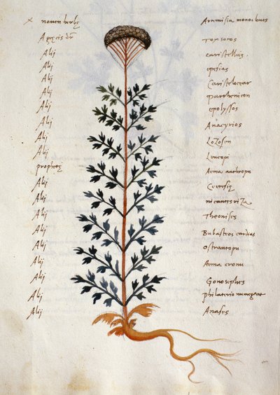 Cod. CCXXXVII Artemisia, planta medicinal de un "Herbarium Apuleii Platonicii" (acuarela y tinta sobre vitela) de Italian School