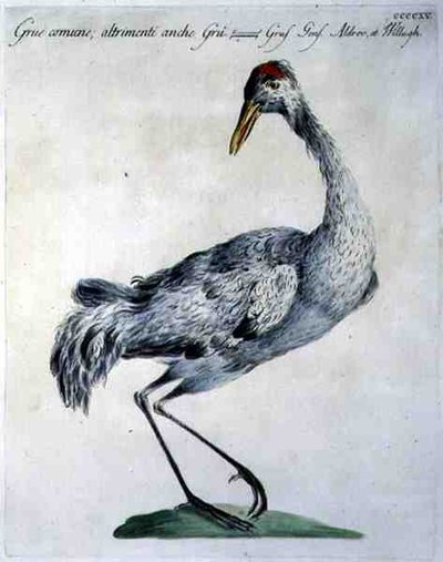 Grulla Común, c.1767-76 de Italian School