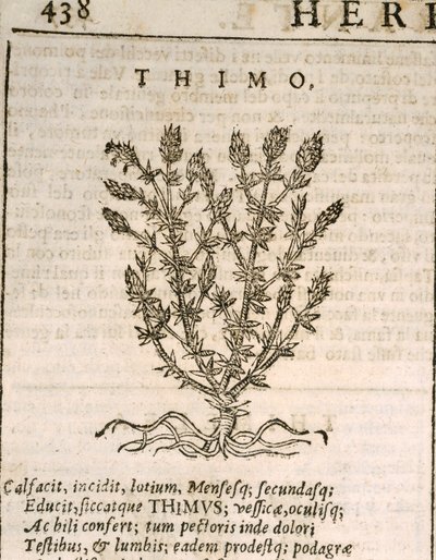 Tomillo común (Thymus vulgaris), grabado por Castore Durante de Italian School