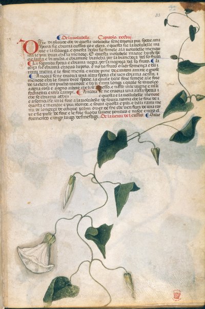 Planta de Convolvulus, ilustración de la "Hierba de Carrara", Padua, c.1400 (pluma y tinta con oro sobre papel) de Italian School