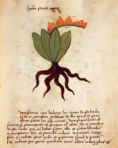 Hierba balsámica (Tanacetum balsamita) de Italian School