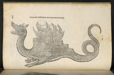 Dragón etíope 