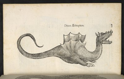 Dragón etíope, 