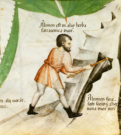Extrayendo alumbre, c.1440 (litografía en color) de Italian School
