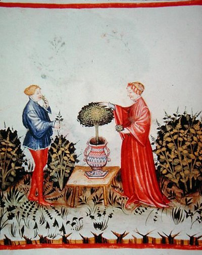 Fol.39v Recolectando el Basilicum Curatum, ilustración de 