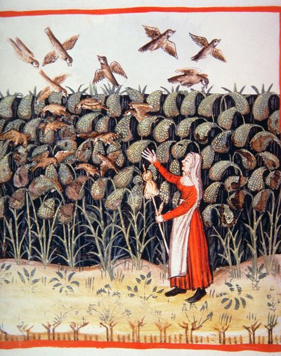 Mijo, ilustración de Tacuinum Sanitatis Codex Vindobonensis de Italian School
