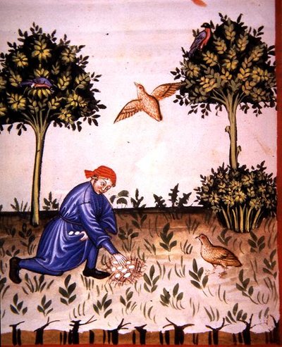 Fol.66v Recolectando huevos de perdiz, ilustración de 