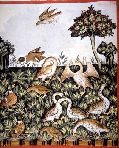 Fol.69v Patos y Gansos, ilustración de 