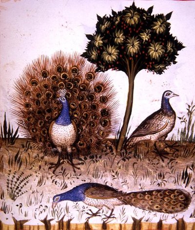 Fol.70r Pavos reales, ilustración de 