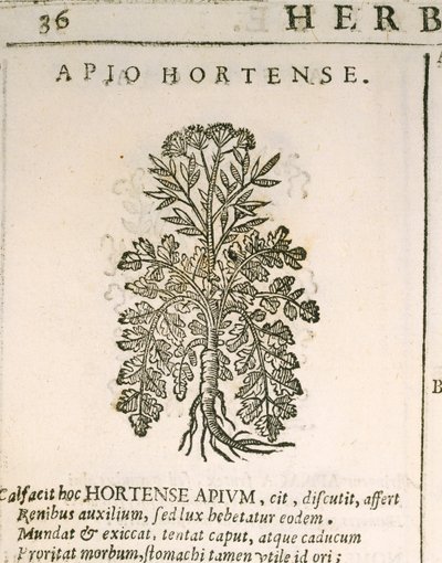 Perejil de jardín (Petroselinum crispum), grabado por Castore Durante de Italian School
