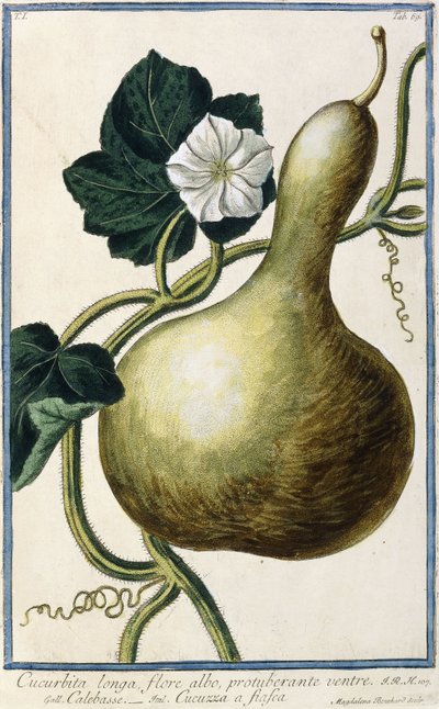 Calabaza, 1772-1784 de Italian School