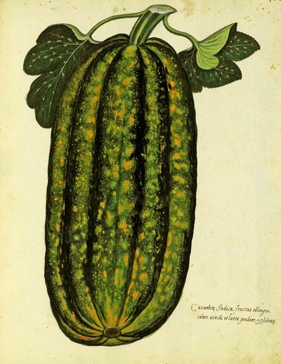 Calabaza Verde Oblonga por Ulisse Aldrovandi (1522 – 1605) placa publicada en Piante Fiori Frutti de Italian School