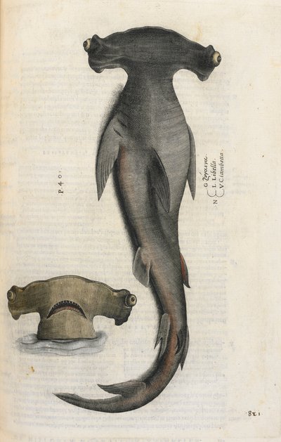Tiburón martillo, ilustración de 