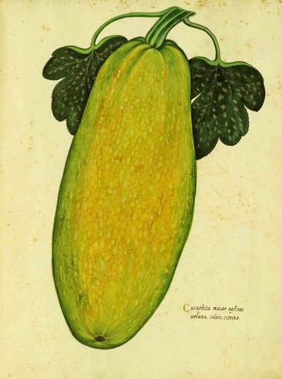 Calabaza de herencia por Ulisse Aldrovandi de Italian School
