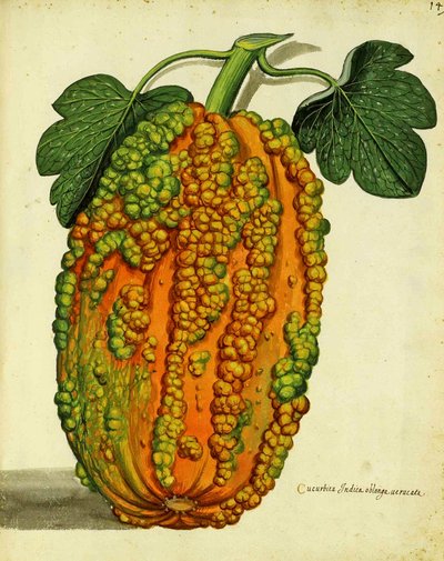 Calabaza de herencia por Ulisse Aldrovandi de Italian School
