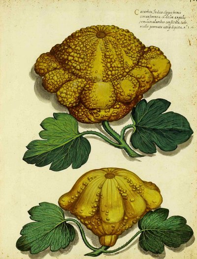 Calabaza de herencia por Ulisse Aldrovandi de Italian School