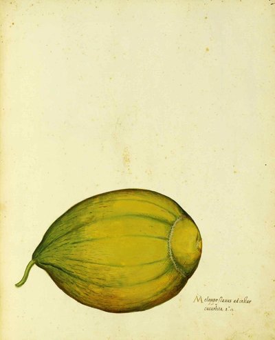 Calabaza de herencia por Ulisse Aldrovandi de Italian School