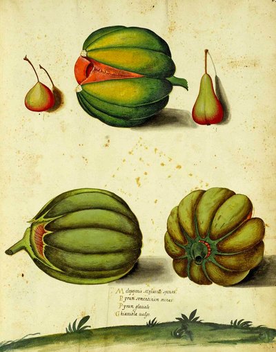 Calabaza heredada por Ulisse Aldrovandi de Italian School